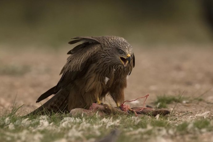 Сокол Орел ястреб канюк