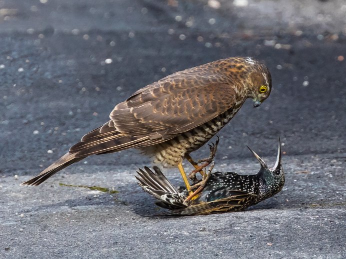 Хищные птицы Сова канюк