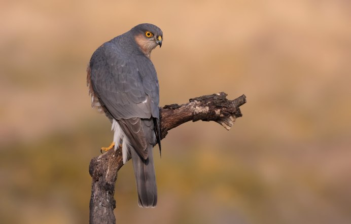 Сокол маленький птица