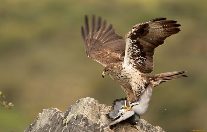 Орел ворон Сова Кречет