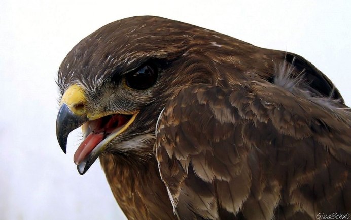 Забавные воробьи