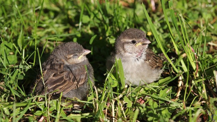 Воробей орнитология