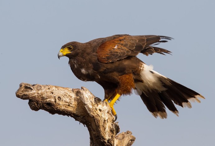 Дневные Хищные птицы Ястребы