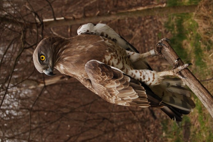 Воробьиный сычик с птенцами