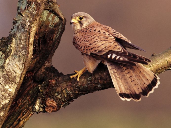 Сокол Сапсан