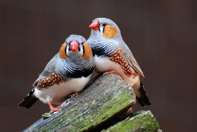 Зебровая амадина (Taeniopygia guttata) птенцы
