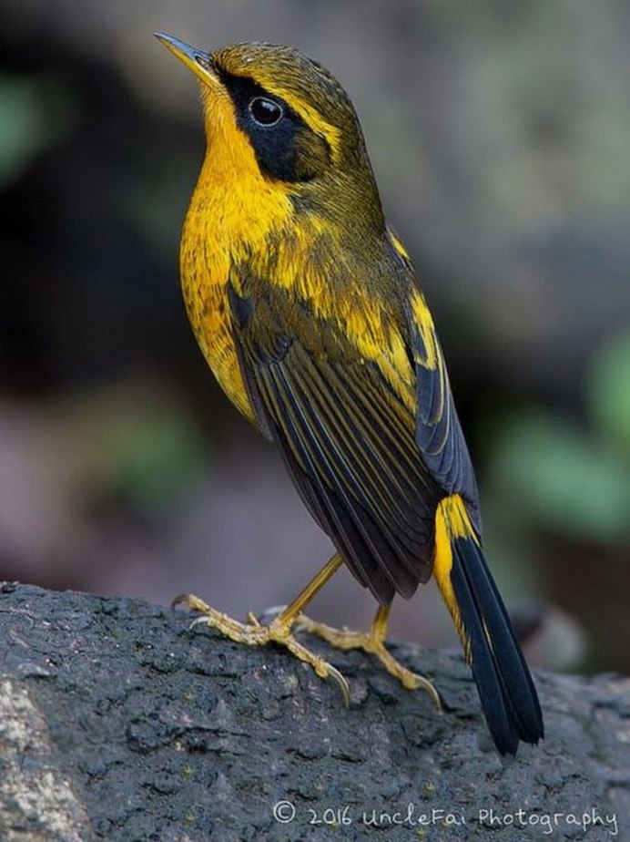 Свиристель обыкновенный (Bombycilla garrulus)