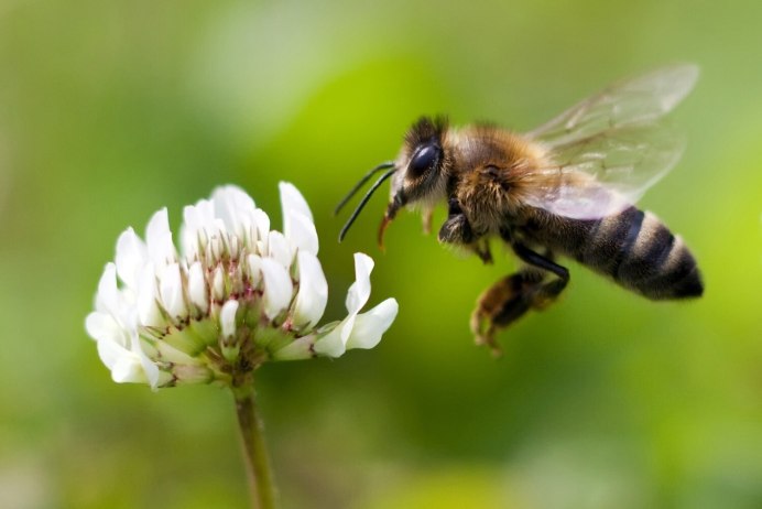 Extra Bees