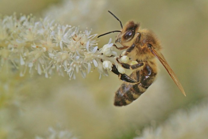 Honeybee h-2