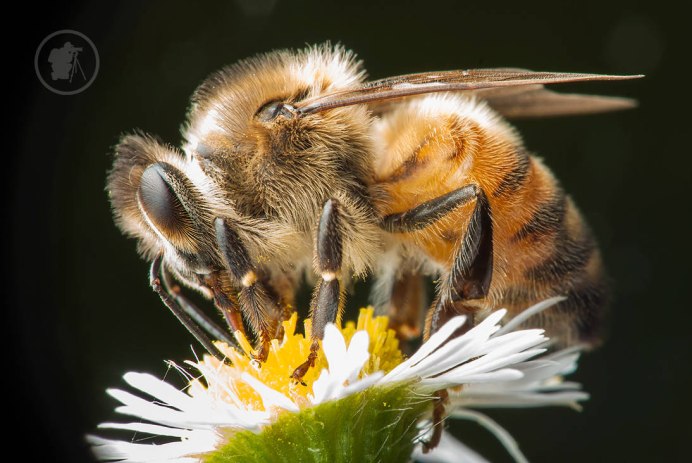 APIS mellifera mellifera