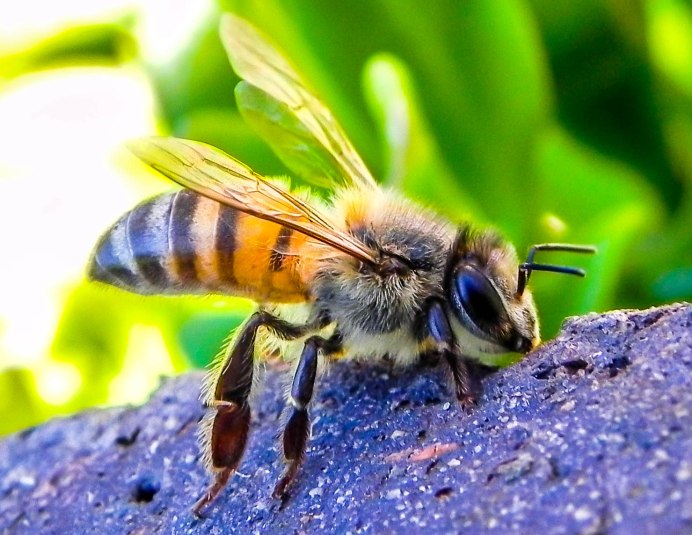 Гималайская пчела APIS dorsata
