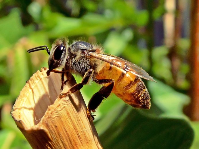 APIS mellifera l.