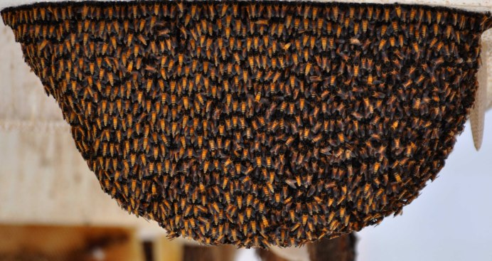 Honey-Bee record