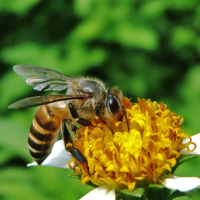 APIS mellifera