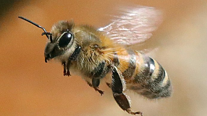 Madrugada - Honey Bee