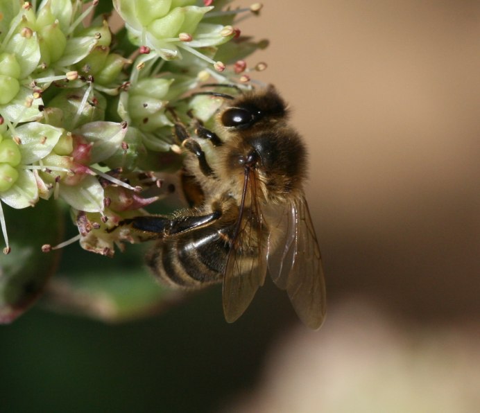 APIS mellifera liberiensis