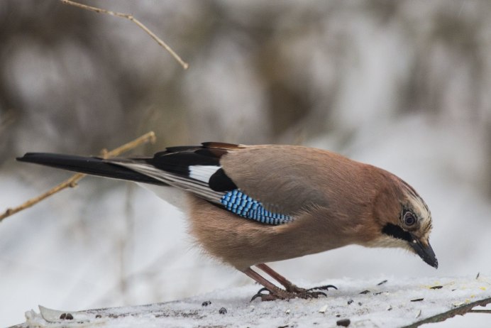 Сойка птица птенец