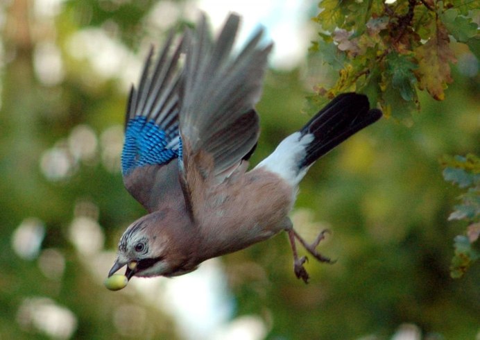 Garrulus glandarius whitakeri