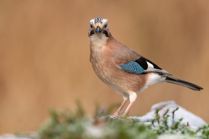 Сойка звук пения