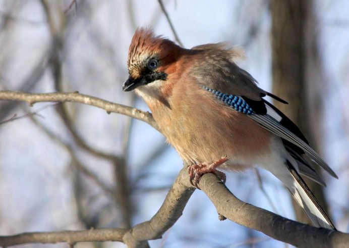 Сойка garrulus glandarius l.