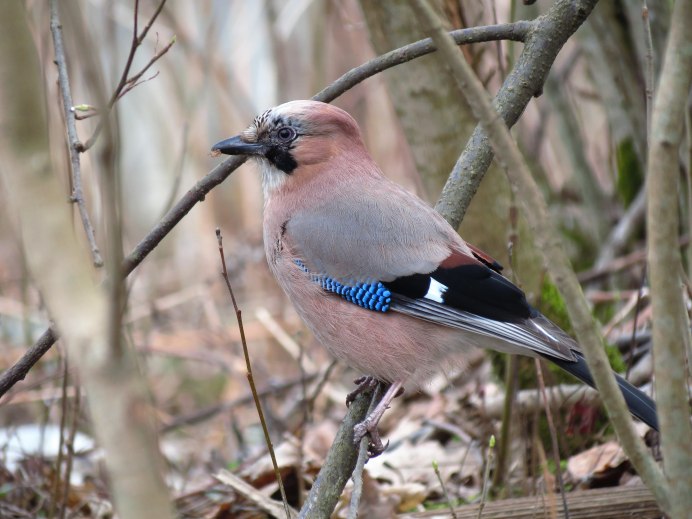 Сойка длиннохвостая