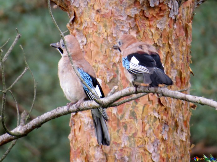 Сойка приметы