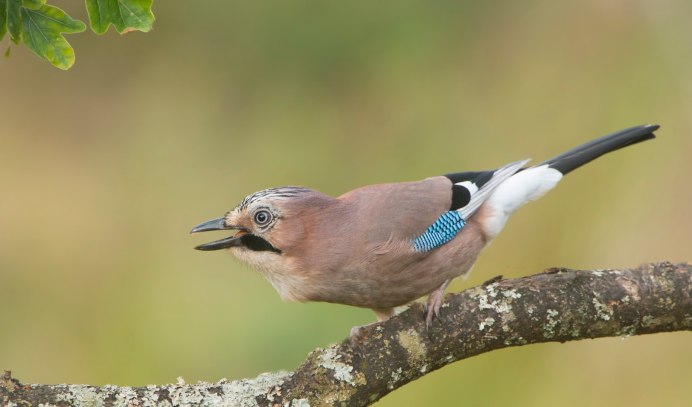 Голубая Сойка самец