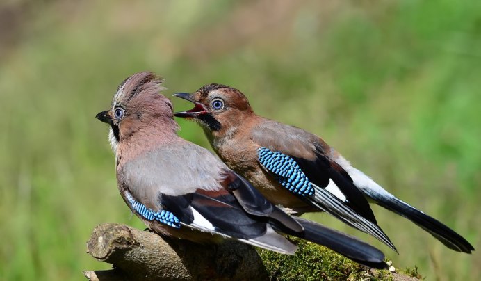 Самец птенец сойки