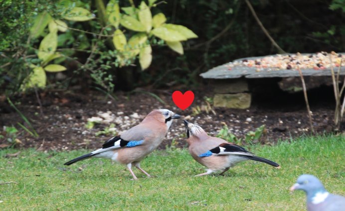 Востроглазая Сойка