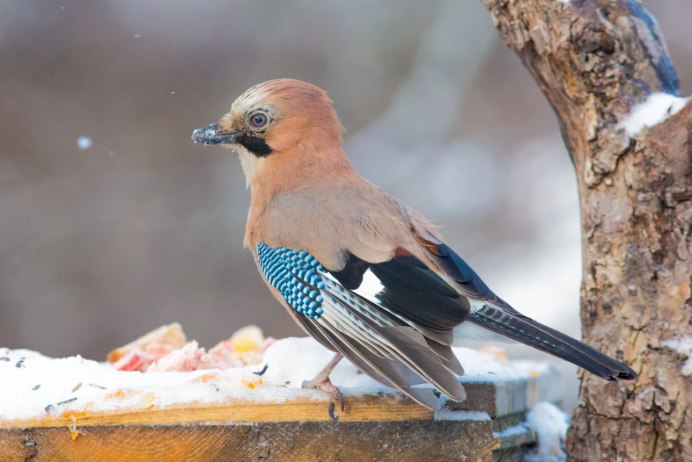 Сойка Таежная