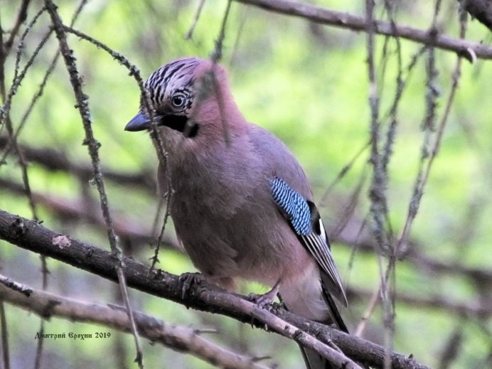 Сойка и енот