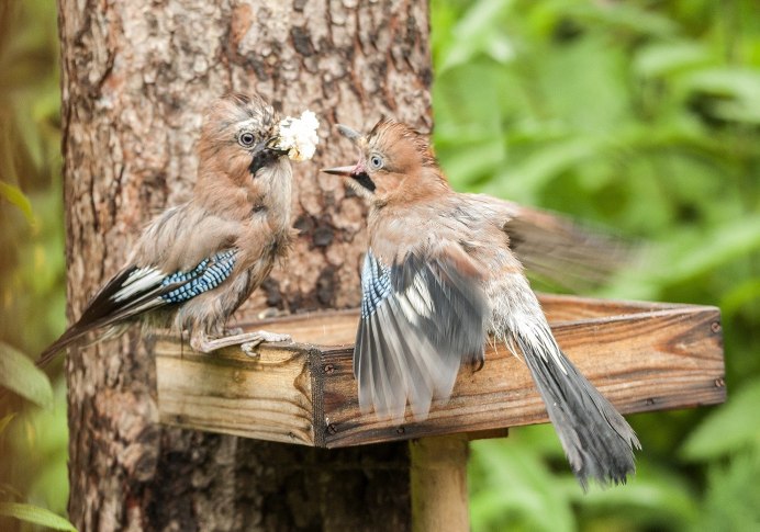 Сойка самка зимой