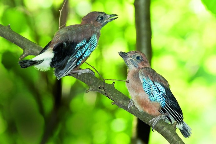 Востроглазая Сойка