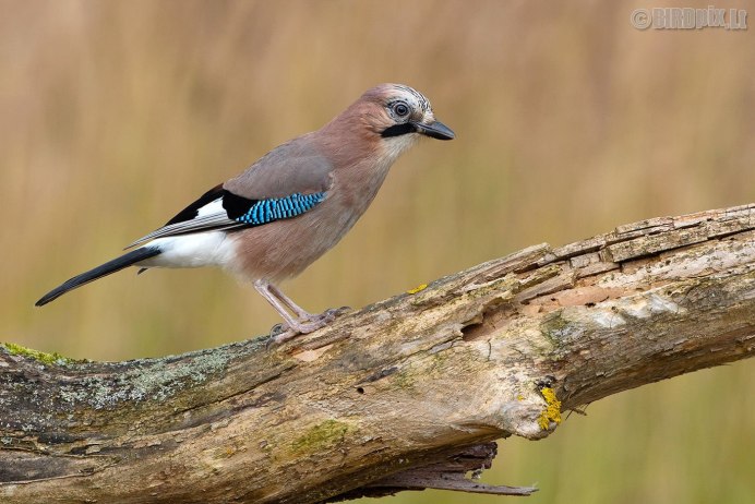 Черногрудая разноцветная Сойка