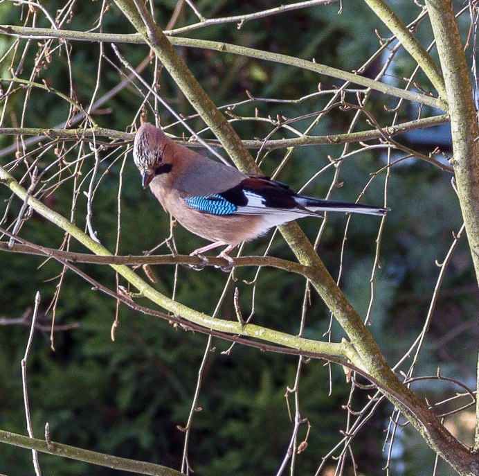 Брачный период у сойки
