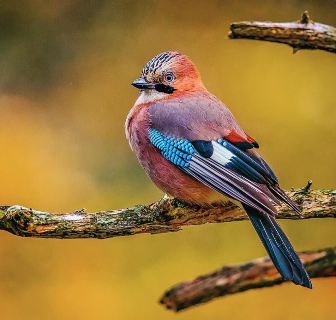 Сойка певчая