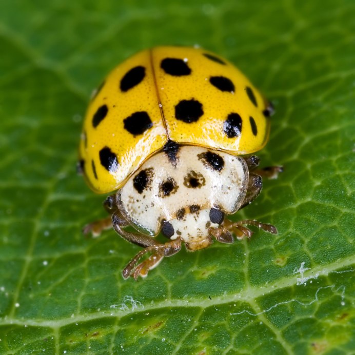 Божья коровка Harmonia axyridis