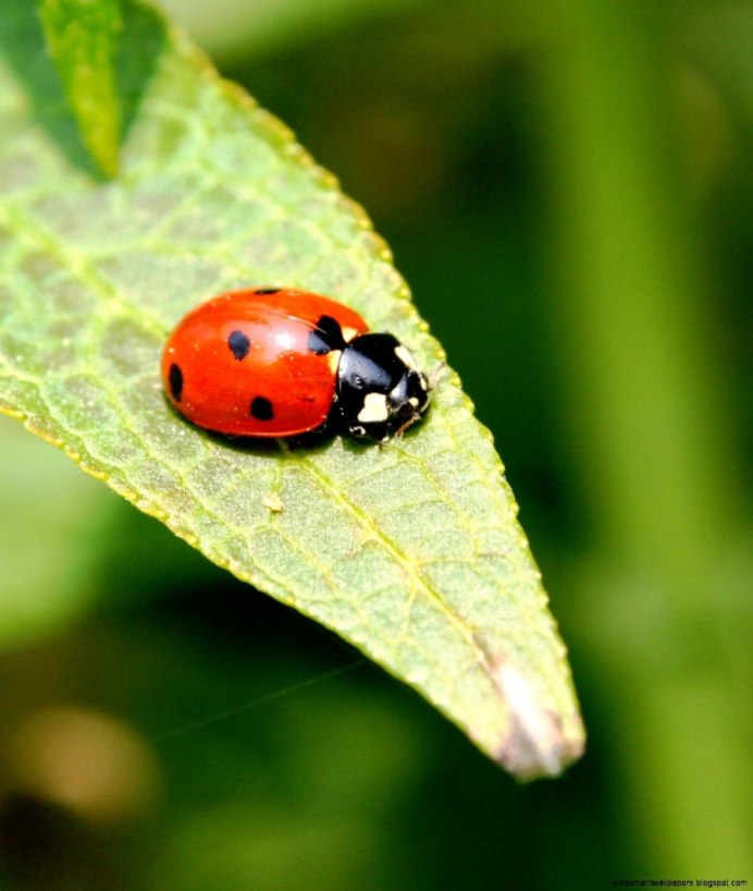 Азиатская Божья коровка (Harmonia axyridis)