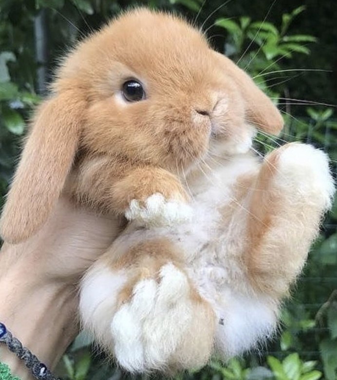 Зайчик и кошечка