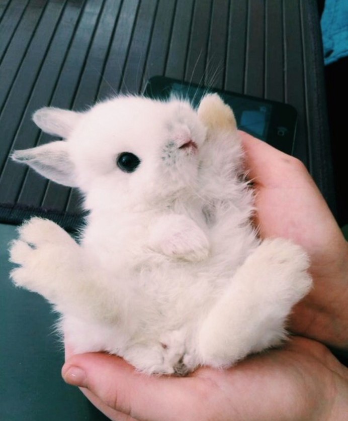 Заяц с зайчонком