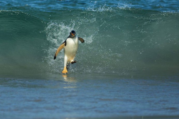 Paul Nicklen фотограф