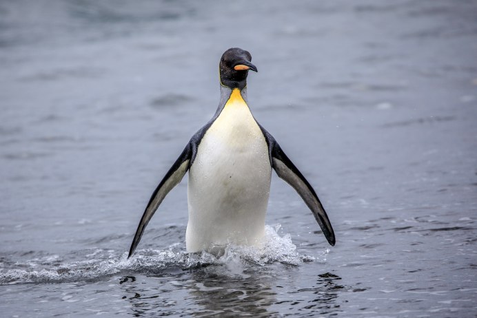 Королевский Пингвин под водой