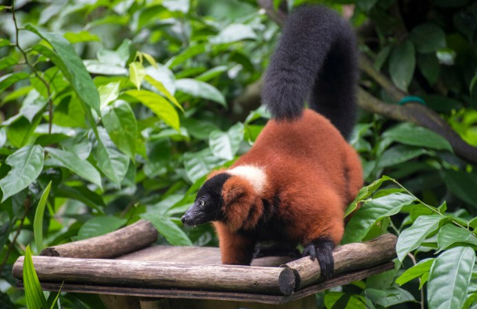 Red Ruffed Lemur