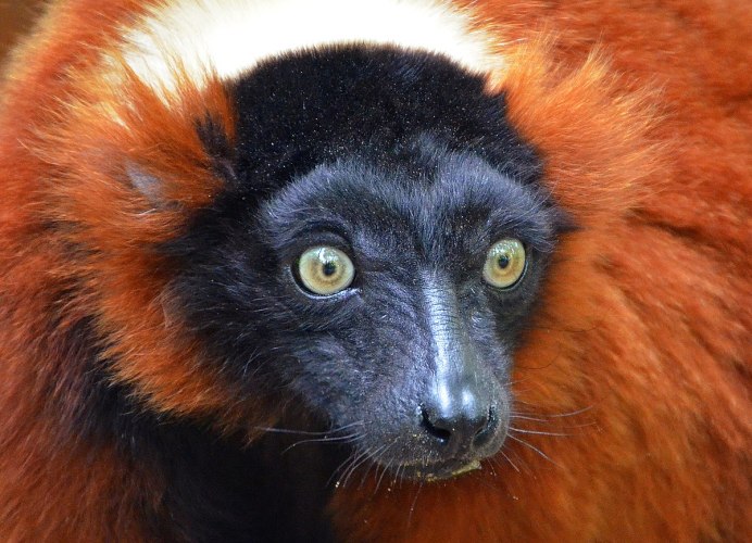 Red Ruffed Lemur