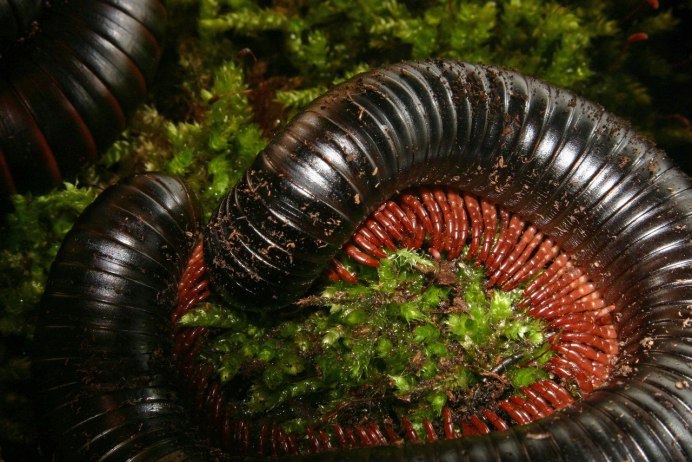 Оливковый кивсяк (Telodeinopus aoutii)