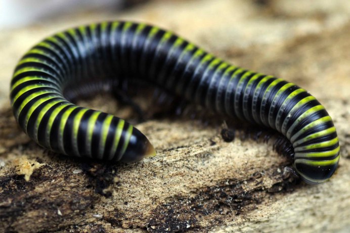 Гигантский кивсяк Archispirostreptus Gigas