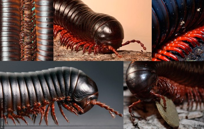 Anadenobolus monilicornis