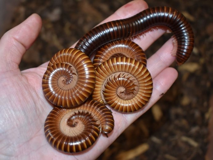 Гигантский кивсяк Archispirostreptus Gigas