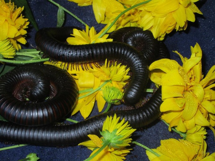 Гигантский кивсяк Archispirostreptus Gigas