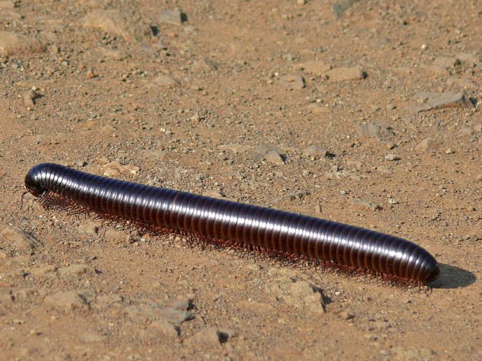 Многоножка Millipede